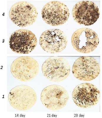 Microbial transformation of soil organic matter under varying agricultural management systems in Ukraine